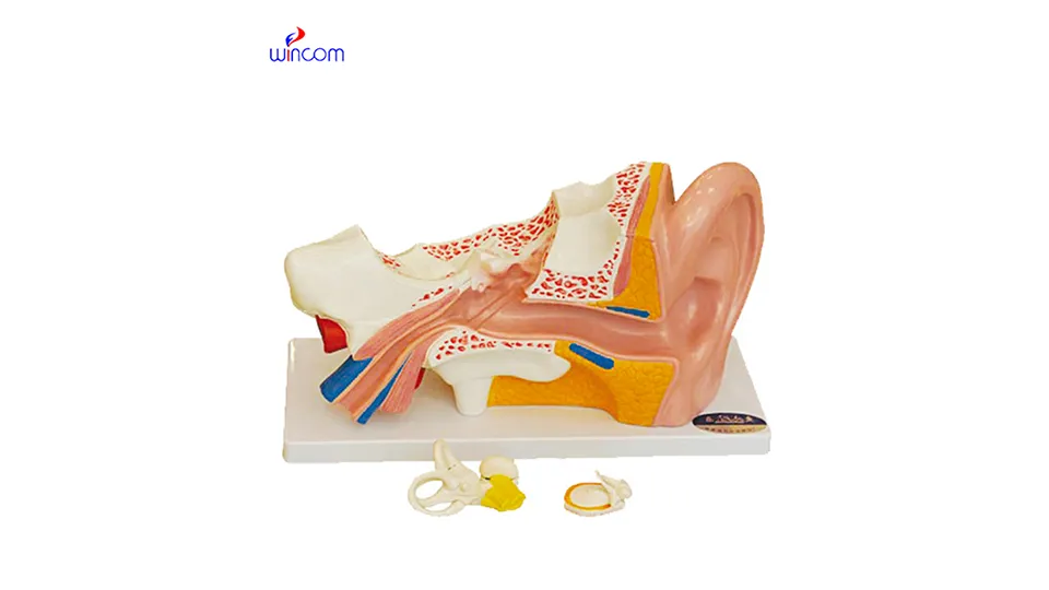 चिकित्सा त्रि-आयामी मोडेल